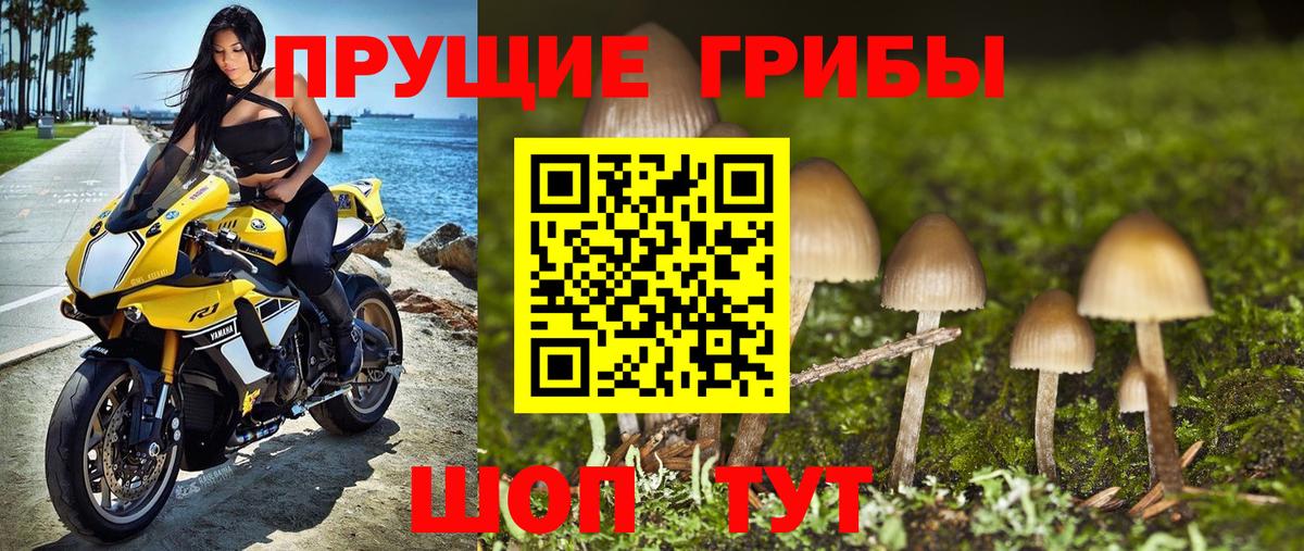 Курчатов  Псилоцибиновые грибы MAGIC MUSHROOMS  Вход с VPN 